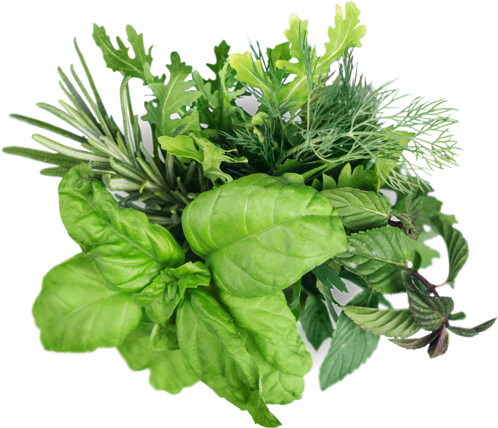 Collection of Fresh Herbs